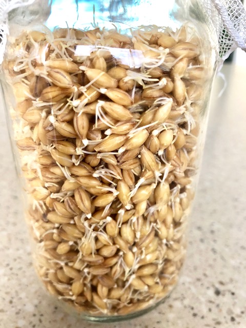 Sprouting Barley