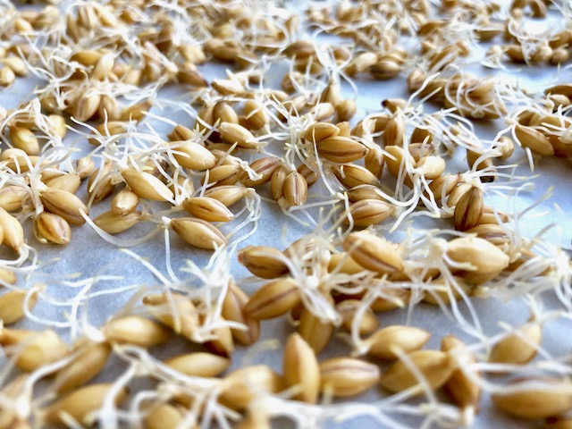 Sprouted Barley
